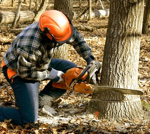 Tree Removal in Larchmont, NY